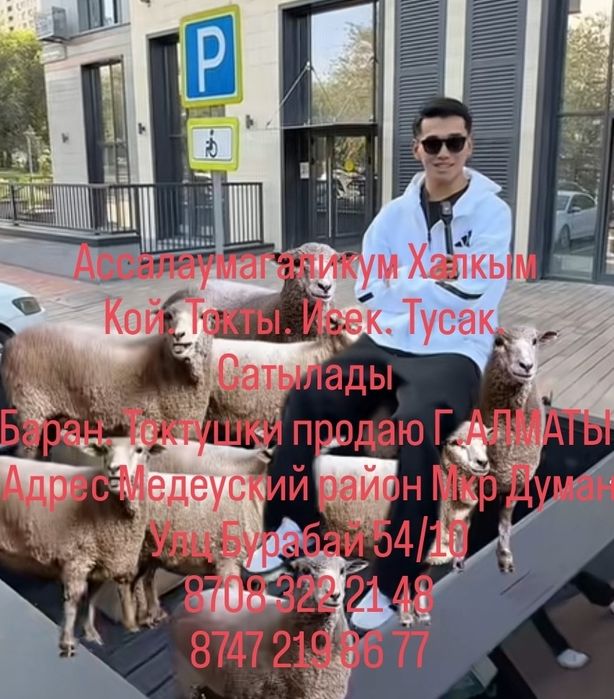 Баран Кой токты токтушки продаю Г.АЛМАТЫ