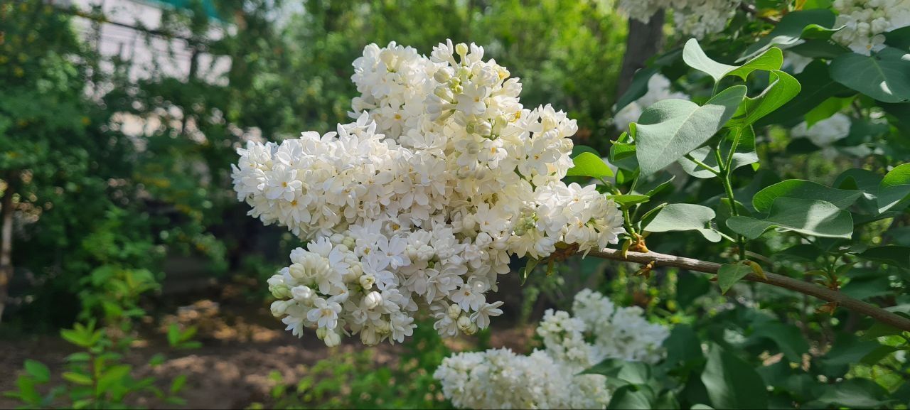 Сирень белая с махровыми цветами.