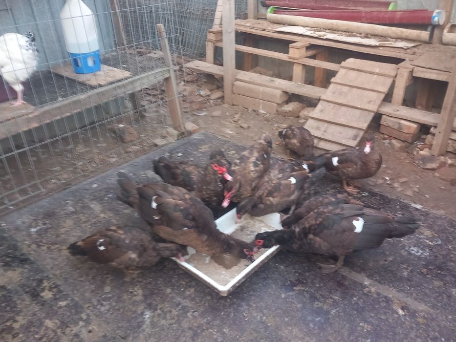 Rațe leșești Ciocolatii pentru reproducere