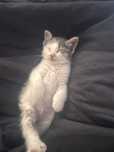 Pisica pt adoptie