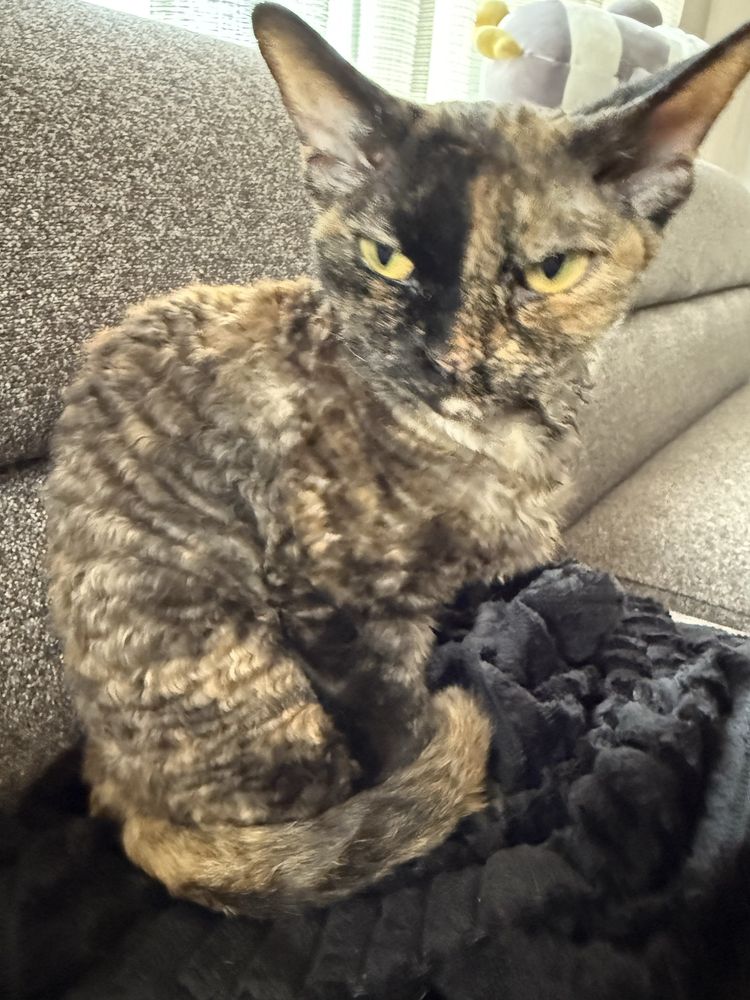 Котка девон рекс