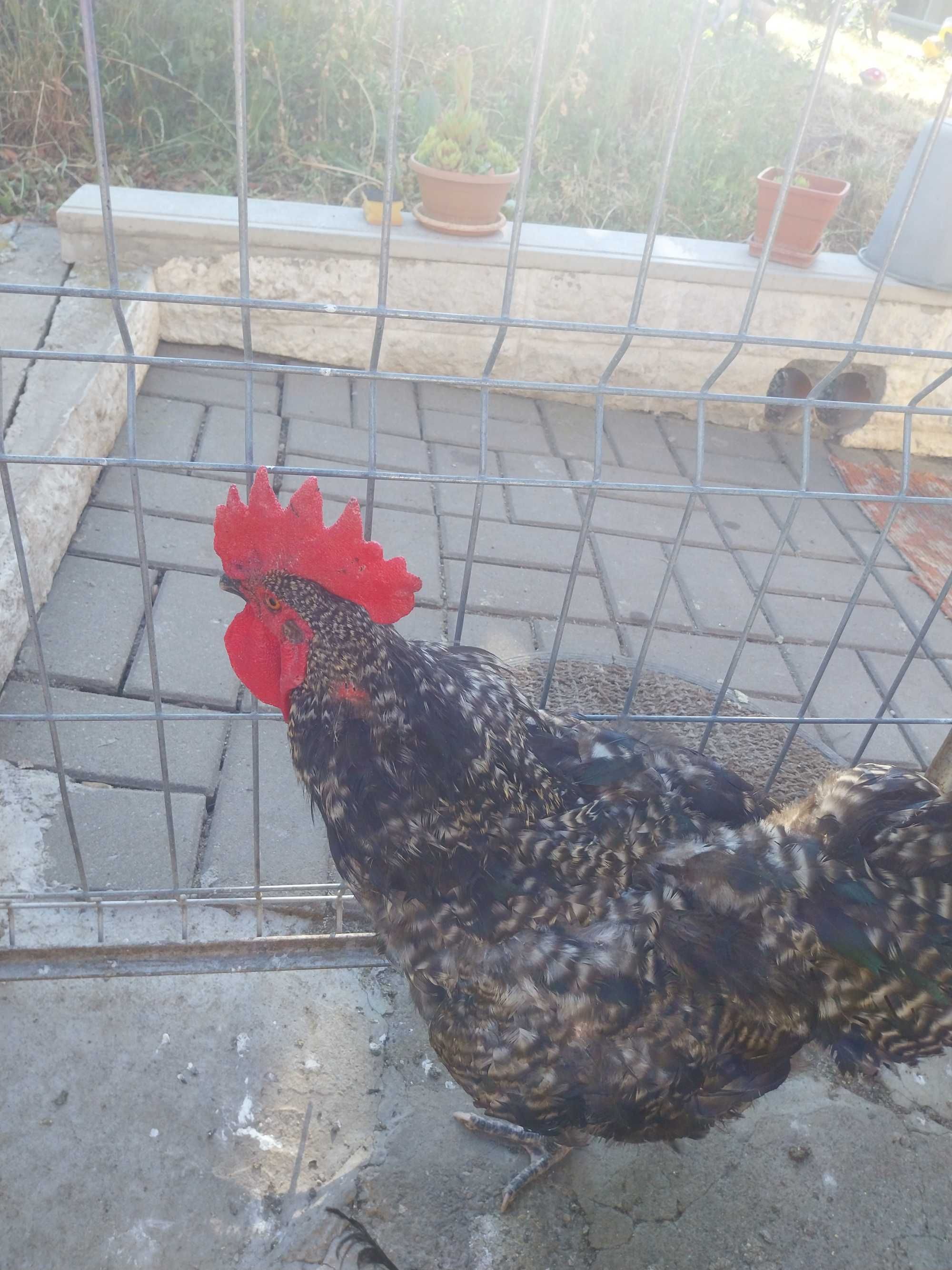 Vând trei cocoși de casă
