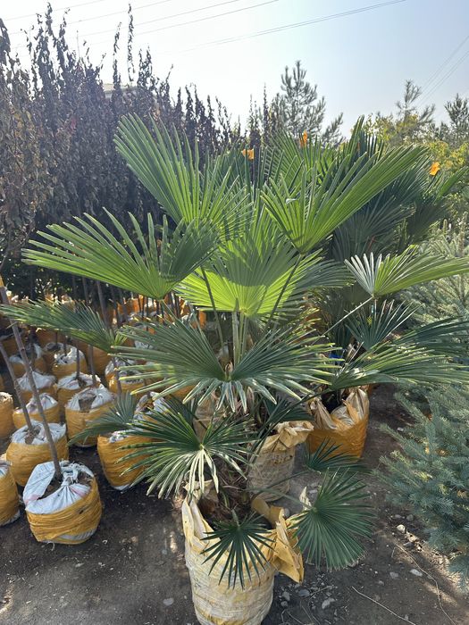 Xar xil turdagi archalar va gullar sotiladi