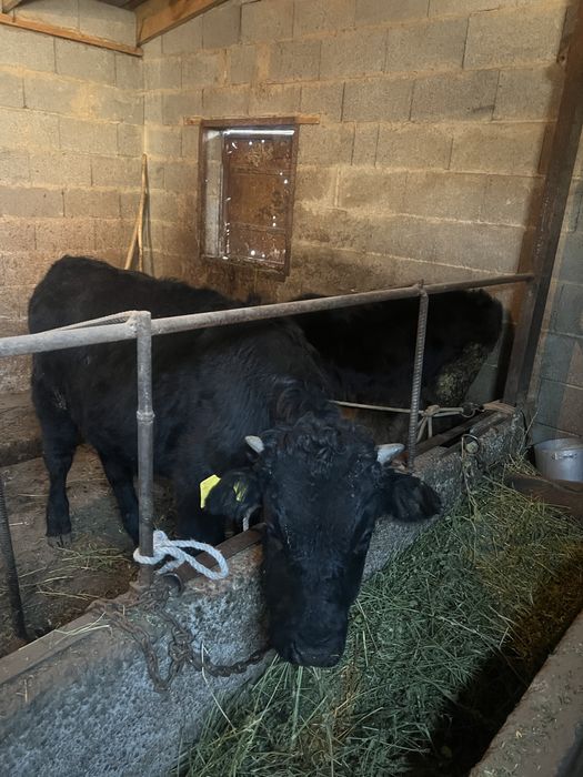 Продам бычка хороший