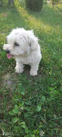 Baietel Bichon Maltez