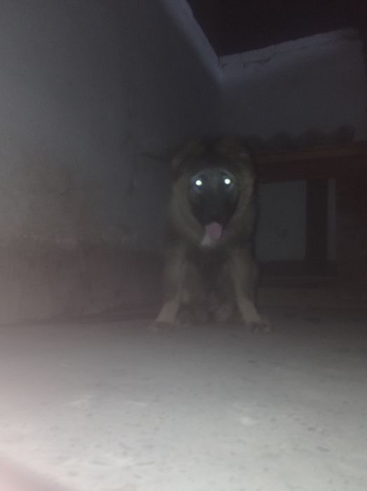 Срочно Прадаётся щенок