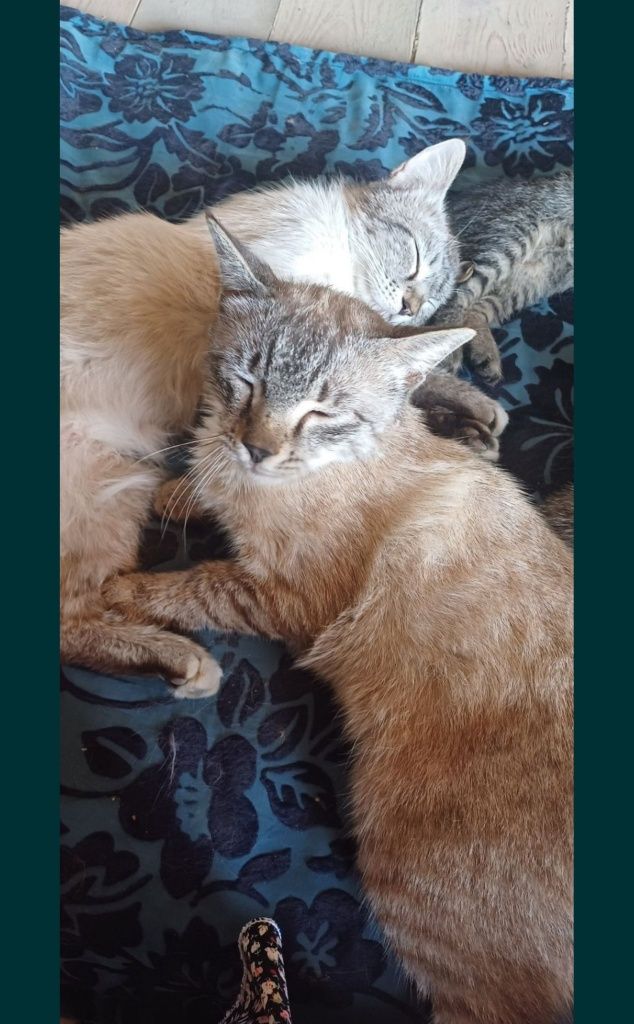 Отдам даром котят