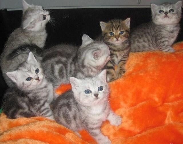 Золотые Редкие Скоттиш