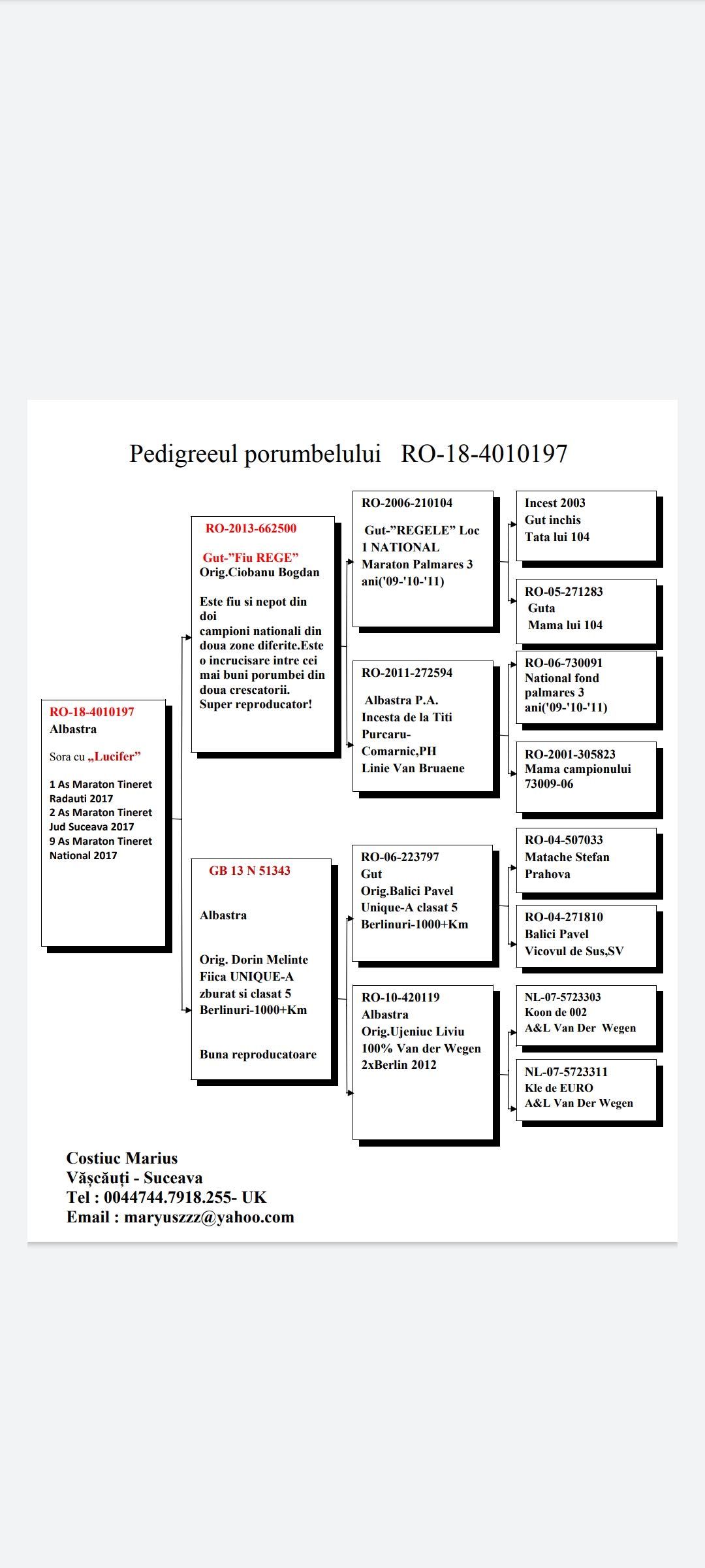 Porumbei voiajori