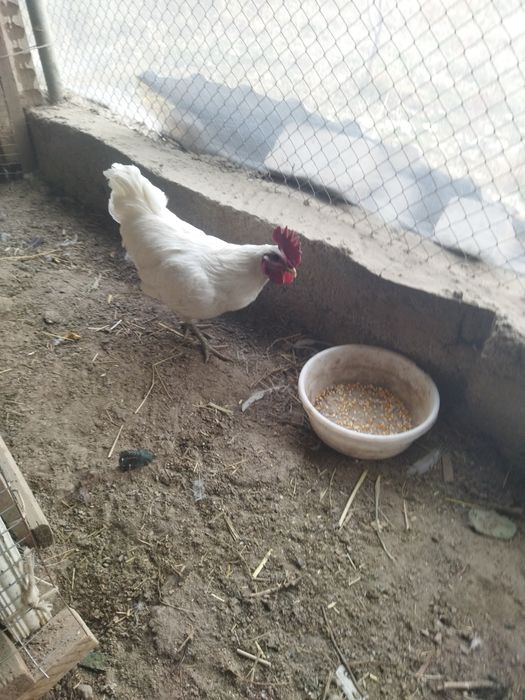 Ухейлюй хуроз сотилади.