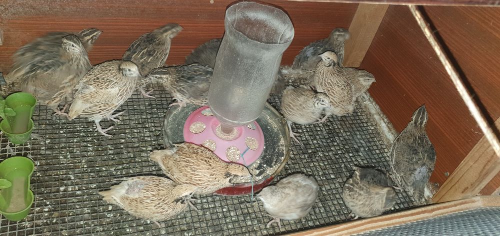 Продавам  Женски  пъдпъдъци