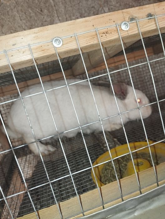 Quyon sotiladi erkak semiz zotka tezz Kaliforniya 250.000 soʻm