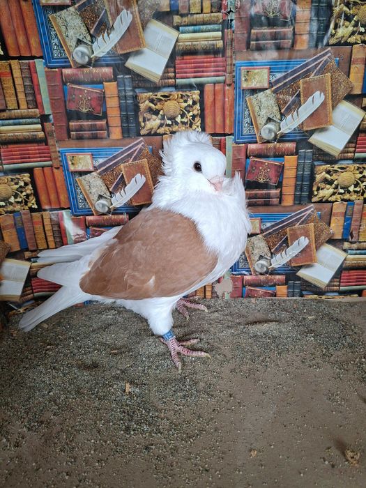 Porumbei pescăruș german tip vechi