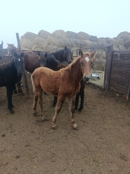 Продам кобыл с жеребятами