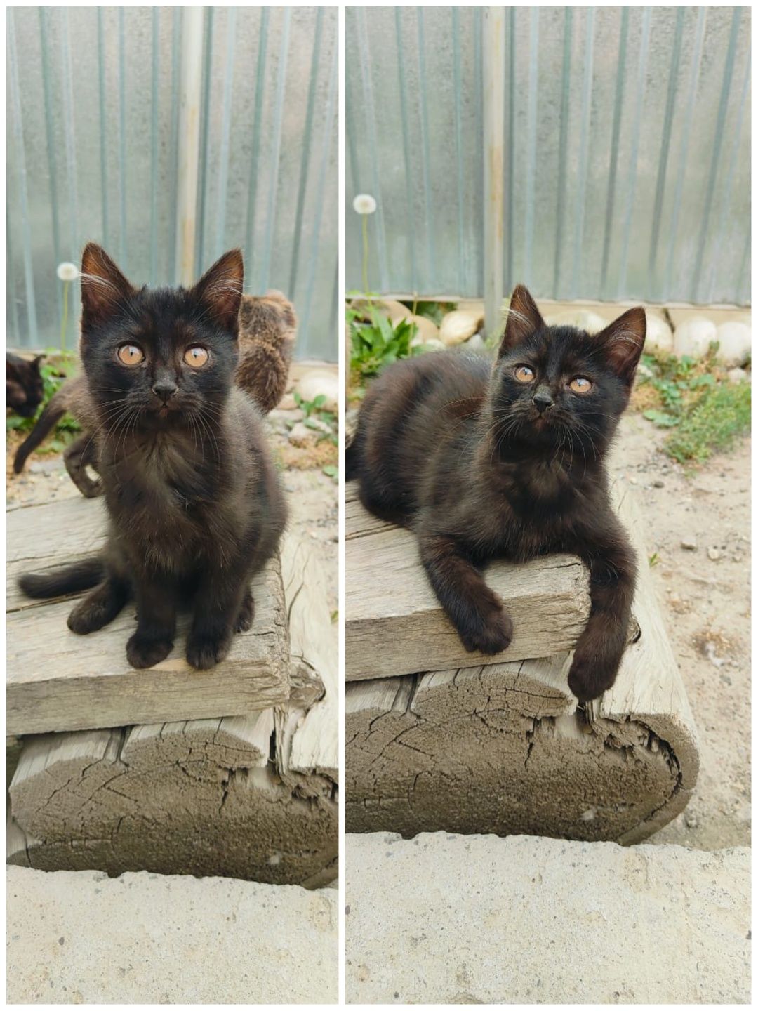 Котята в хорошие руки