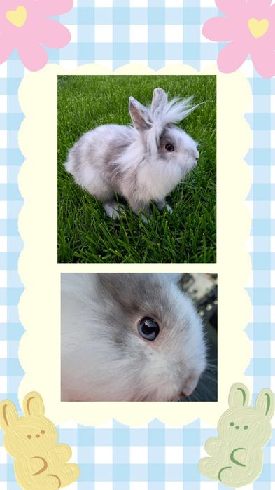 Iepuri pitici de companie