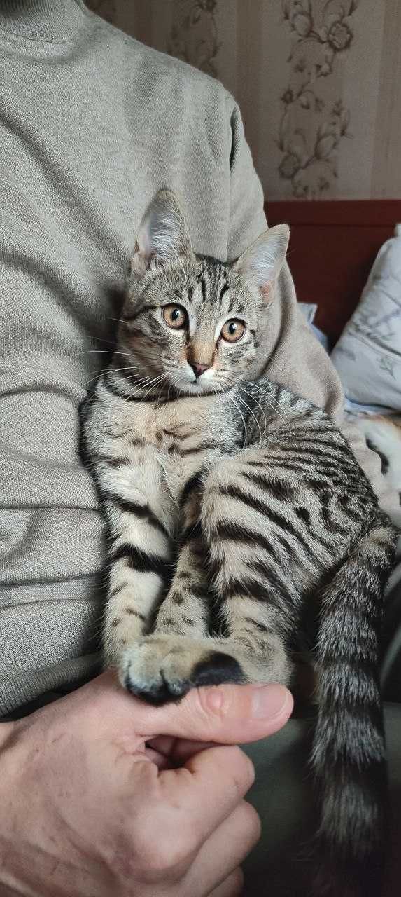 Отдам в добрые руки котенка