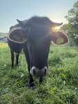 Vacă de vânzare – îngrijită, sănătoasă și intretinuta.Doar un vitel ar