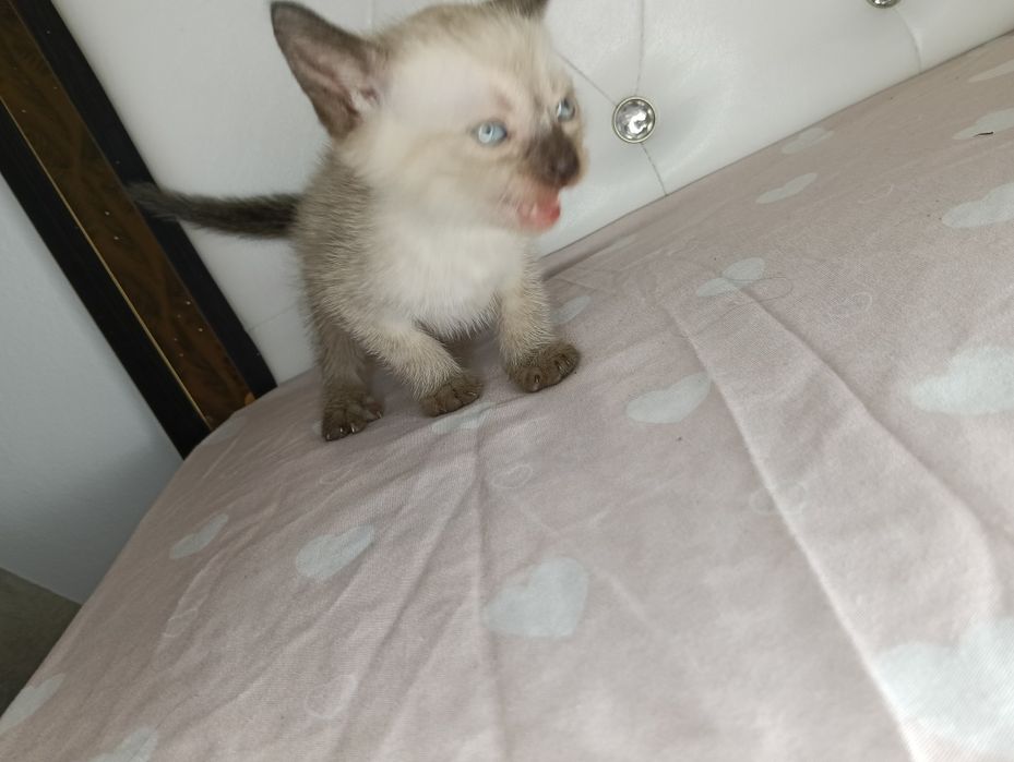 Dau spre adopție pui de pisica