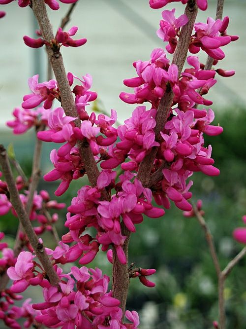 Cercis Canadensis (Arborele Lui Iuda )