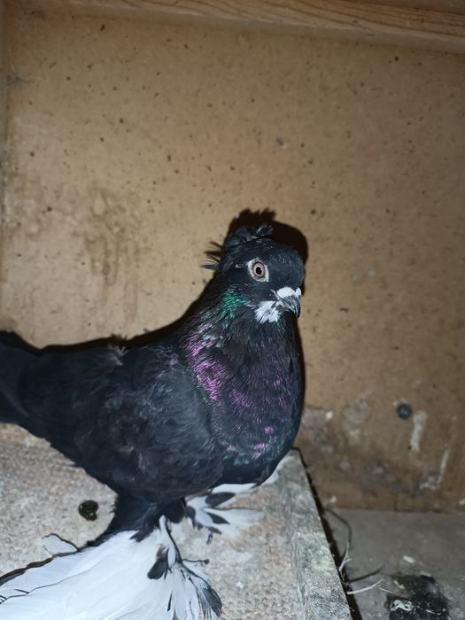 Продам чубатая голубка из бойных кровей