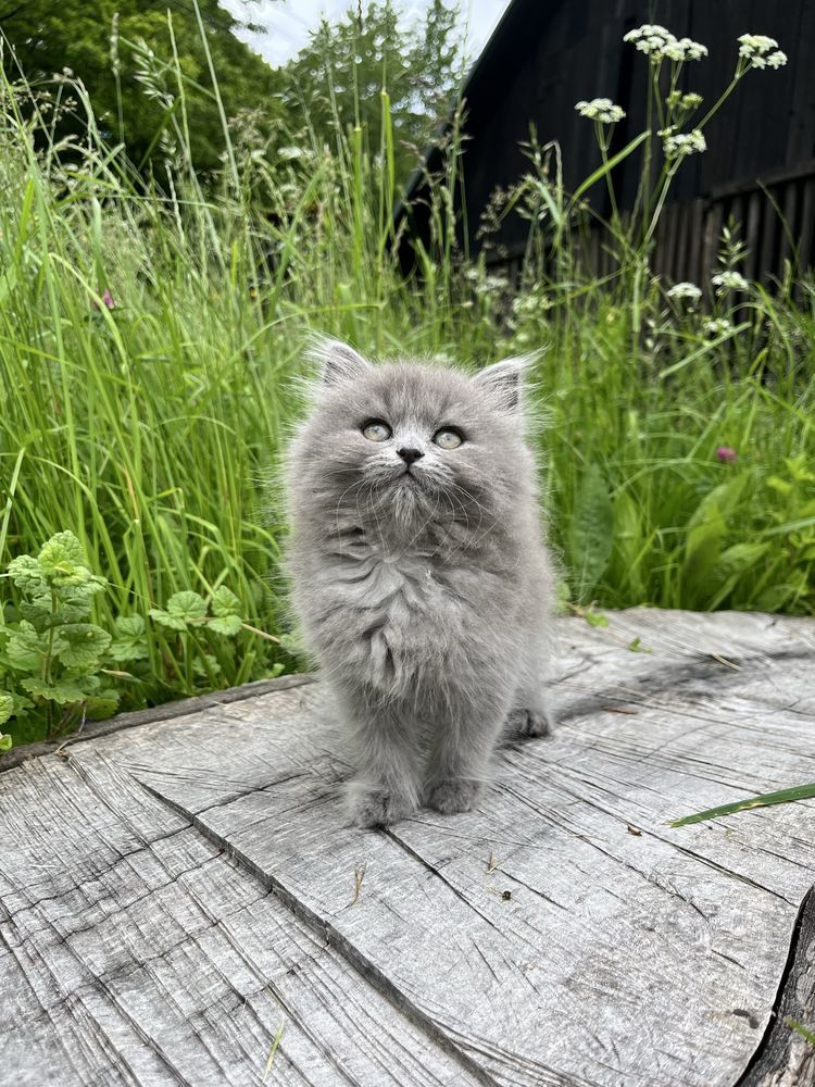 Pui British Longhair