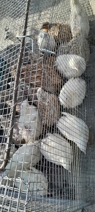 Бөдене саталады..