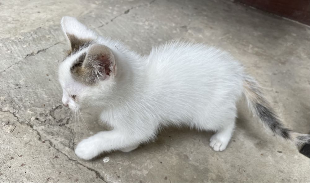 Pisoi alb 6 saptamani pentru adoptie