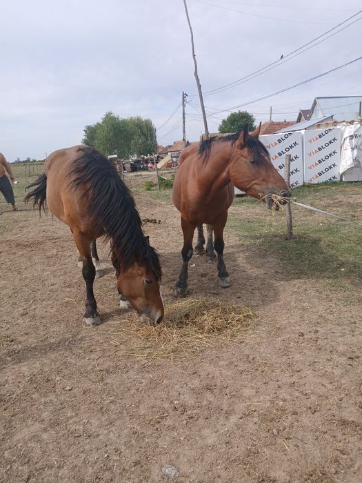 Două mînze de vînzare