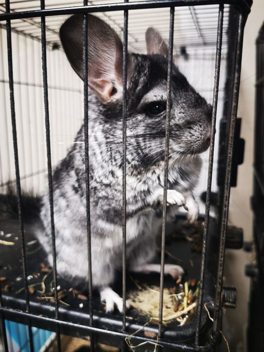 Chinchilla de vânzare