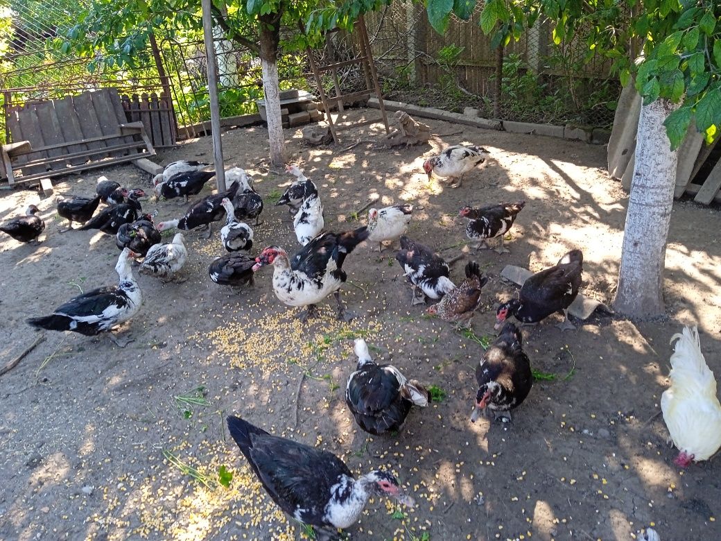 Ouă proaspete de țară ecologice de găină și rață