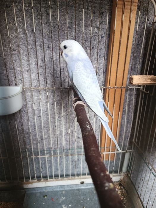 Продается птенцы волнистых попугаев