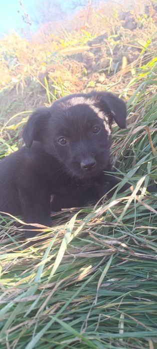 Donez metis de jagdterrier de 8 săptămâni