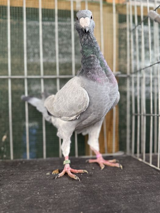 Voiajori germani Barless