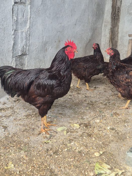 Cocos si gaini Rhode Island