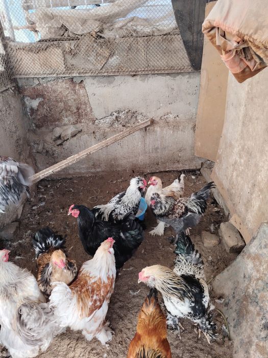 Хурозлар Петуха зотдор