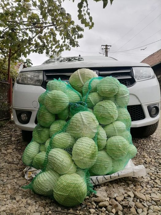 Varză de toamnă plată