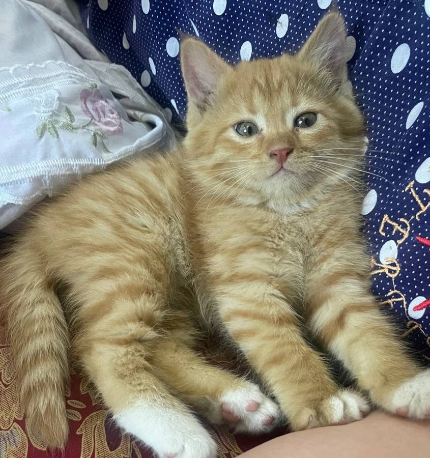 Продаётся    кот