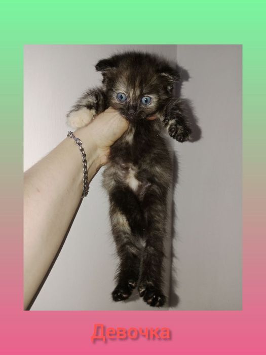 Котята Скоттиш фолд девочки и мальчики