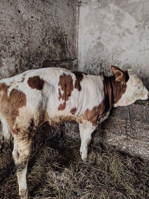 Vând  tauraș balțat