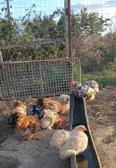 Vând  pitice de frumusețe!