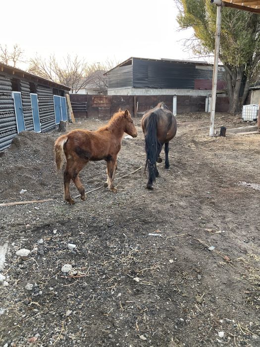 Кабыла 7 лет с жеребёнком