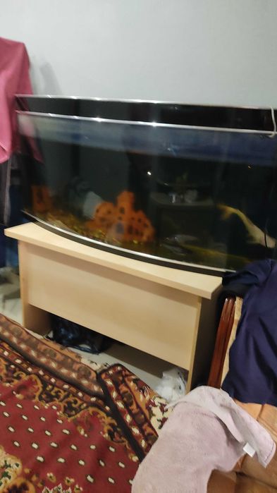 Akvarium baliqlari bilan birga