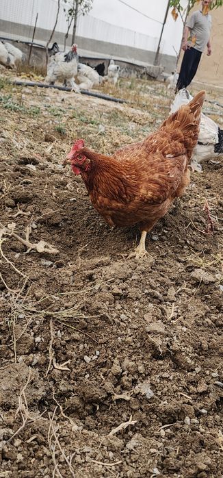 Brama tovuqlar va oddiylari sotiladi tovuqlar tuxumda narxlari har xil