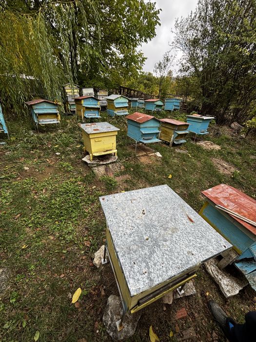 Цели кошери с пити