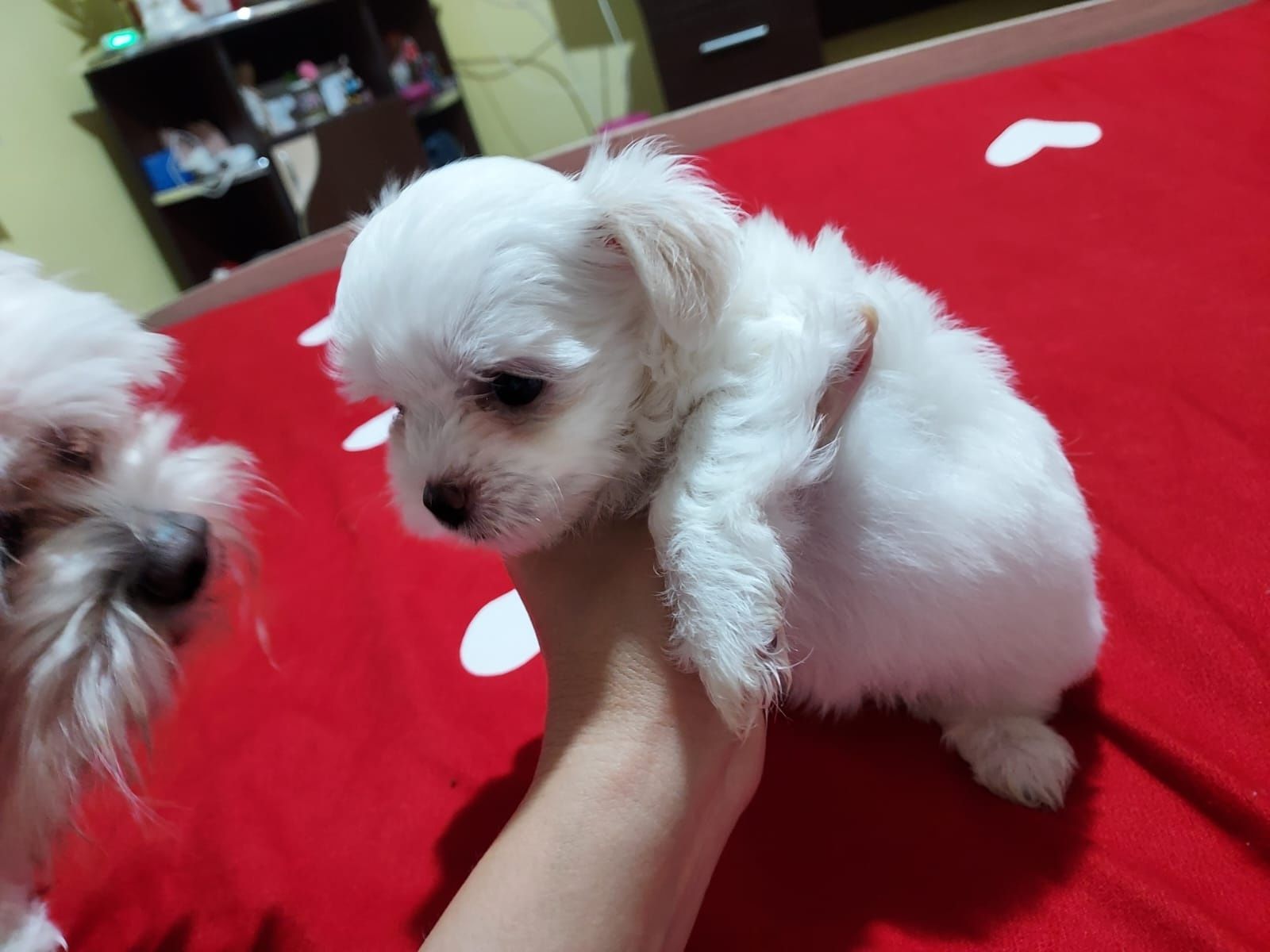 Bichon maltez talie mica mini