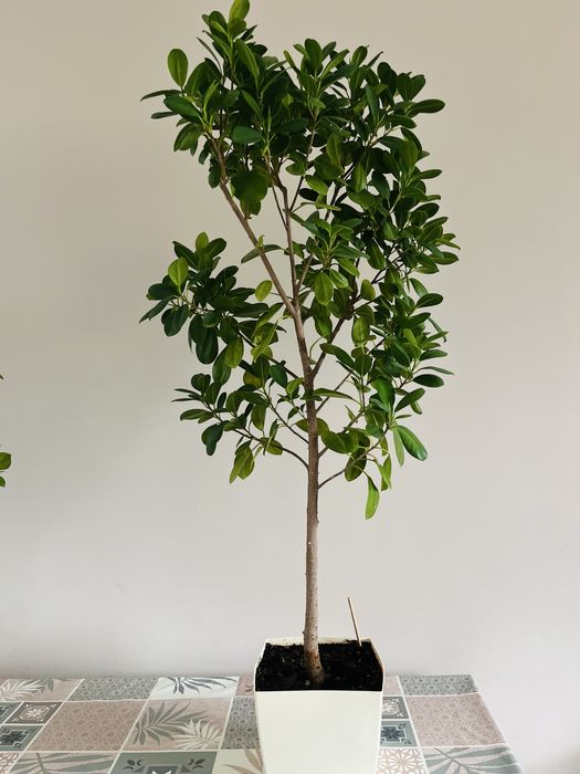 Цветы комнатные растение в хорошем состояний уходенные