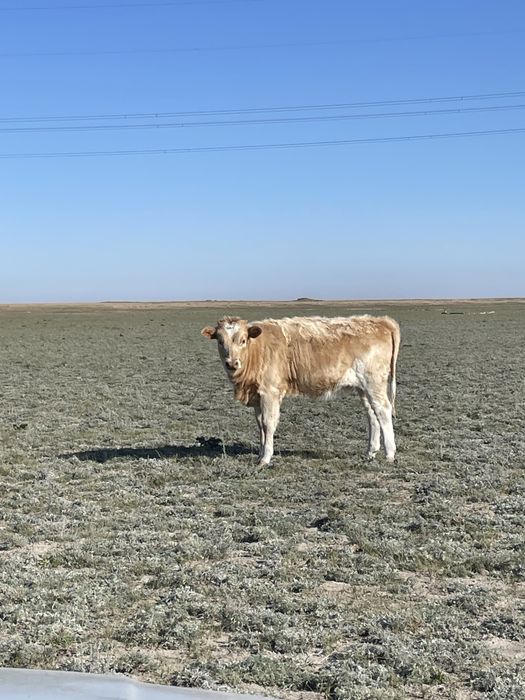 Потсос бузаулар ұрғашы 8,9 айлық