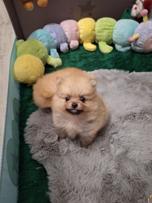 Померан мини померан