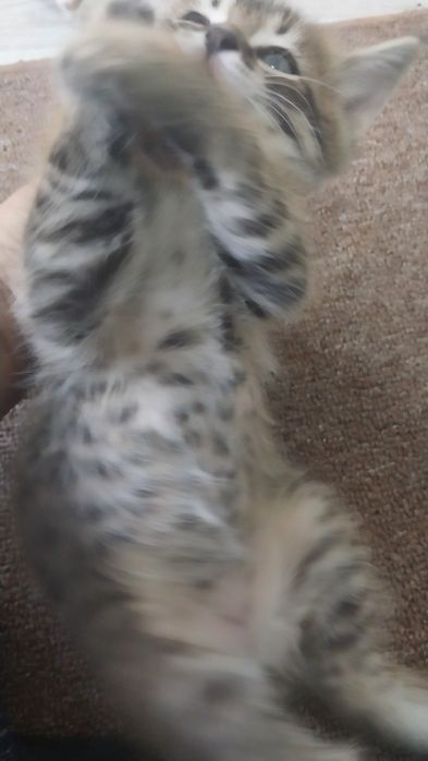 Котенок, девочка